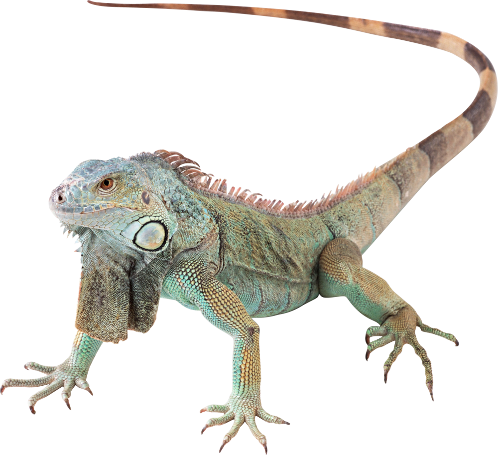 Iguana Image Silver Plated Adjustable Ring (1000x913), Png Download
