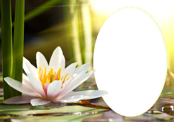 Transparent Water Lily Png Frame - Water Lily Frame (600x419), Png Download