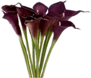 Purple Calla Lilies - Calla Lilies Purple (400x400), Png Download