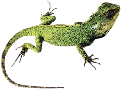 Green Lizard - Jungle Lizard (400x400), Png Download