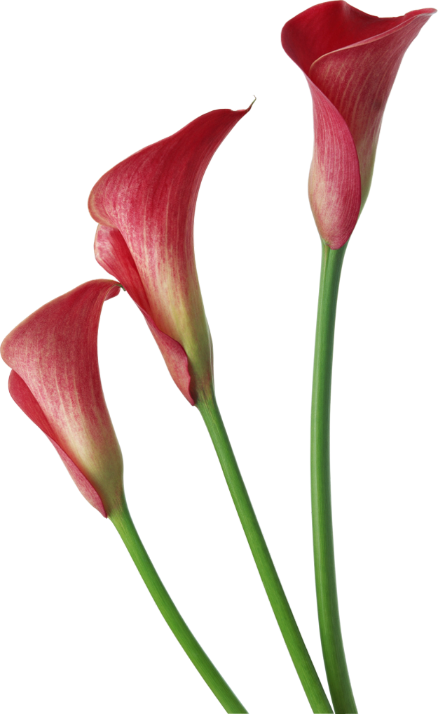 Red Transparent Calla Lilies Flowers Clipart - Red Calla Lily Flower (625x1017), Png Download