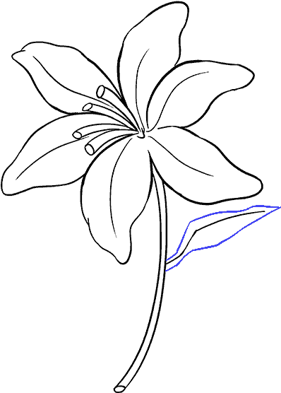 How To Draw A Lily - Draw Lily (678x600), Png Download