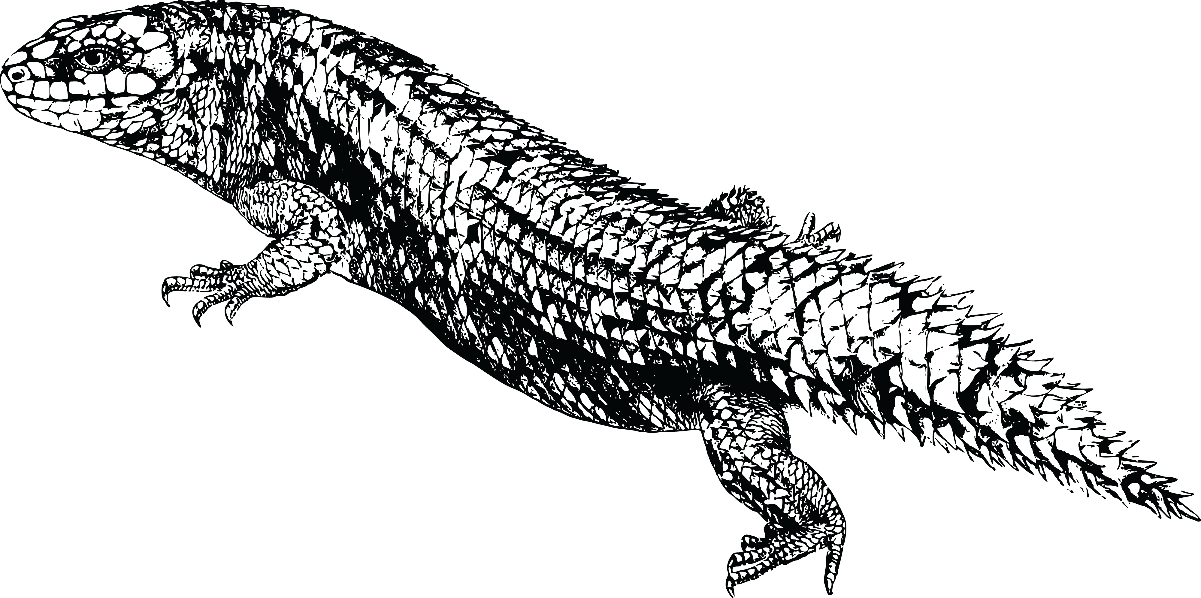 , , - Vector Graphics (4000x1992), Png Download