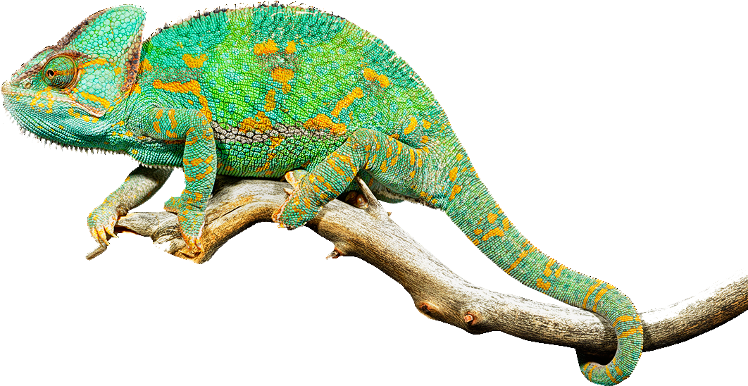 Living Museum Exclusively Featuring Reptiles, Amphibians - Imagenes De Reptiles Png (1076x576), Png Download