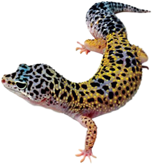 Leopard Lizard Clipart Pencil - Leopard Gecko Transparent Background (500x536), Png Download