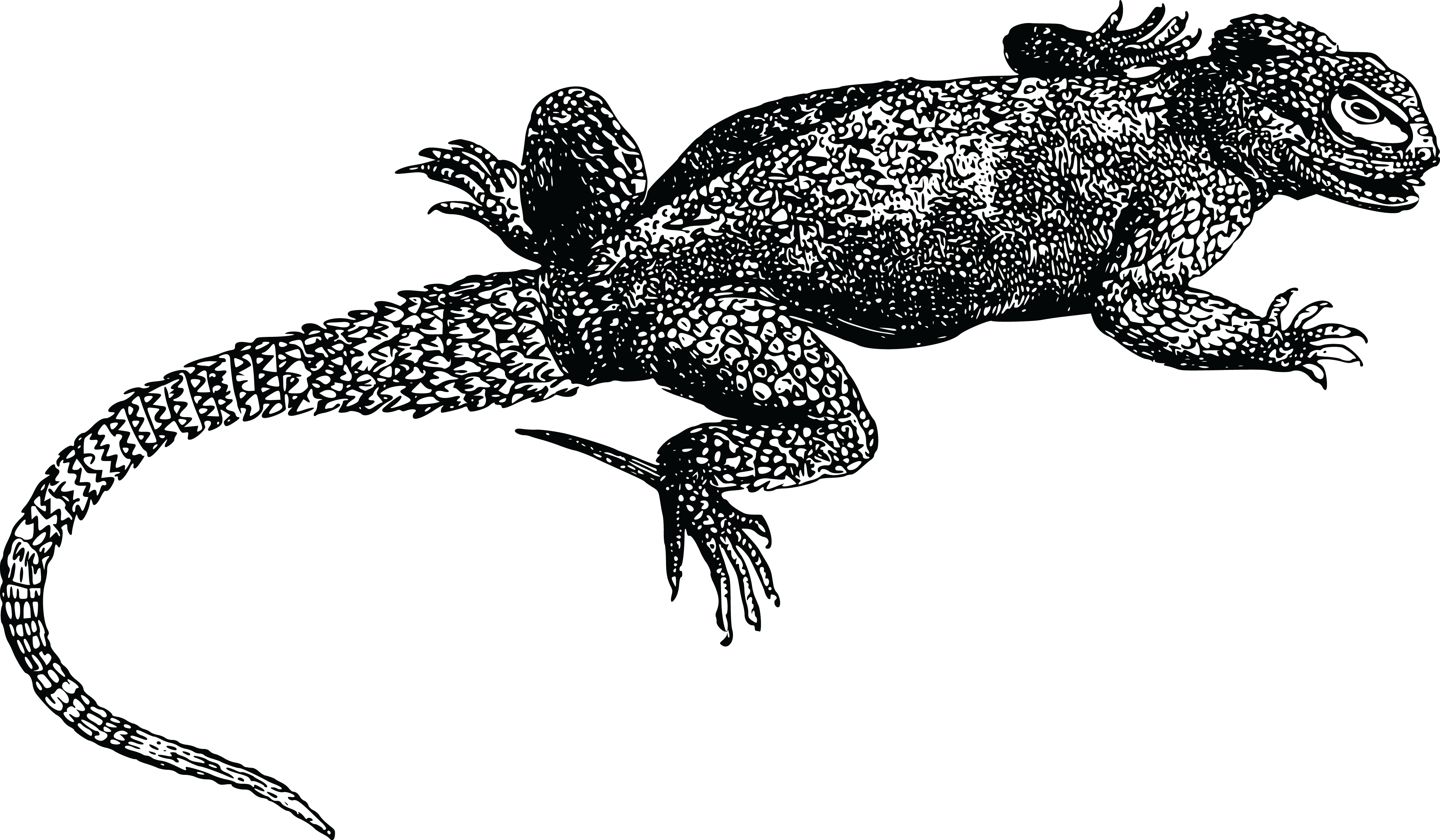 , , - Dragon Lizard Black And White (4000x2334), Png Download