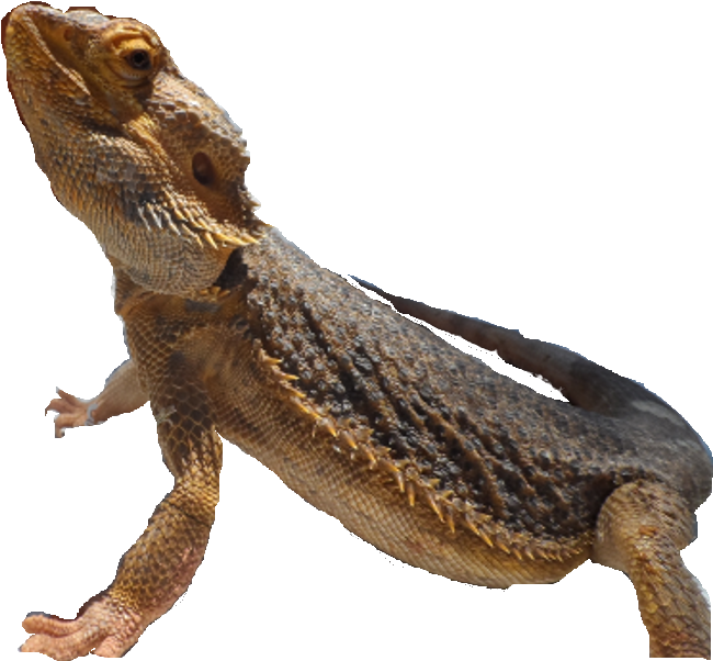 Lizard - Common Chameleon (800x699), Png Download