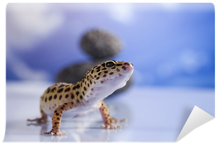 Reptile (400x400), Png Download