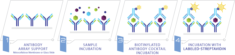 C-series Antibody Arrays - Antibody Microarray (756x178), Png Download