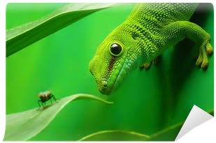 Смартфон Fly Fs517 Cirrus 11 Black Red (400x400), Png Download