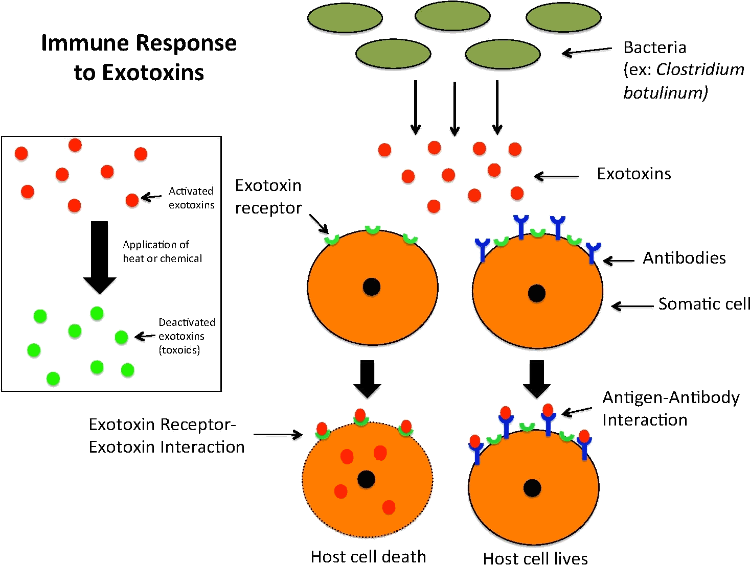 Immune Response To Exotoxins - Difference Between Toxin And Toxoid (1500x1125), Png Download