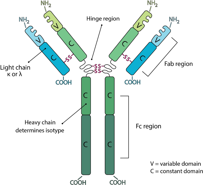 Guide To The Structure And Classification Of Antibodies - Constant Domain Of The Light Chain (703x647), Png Download