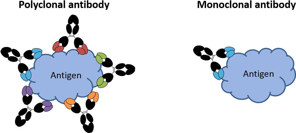 Image Of Monoclonal And Polyclonal Antibodies - Think And Grow Rich Rectangle Magnet (1015x467), Png Download