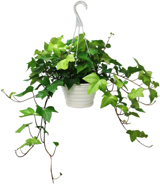 Algerian Ivy (527x600), Png Download