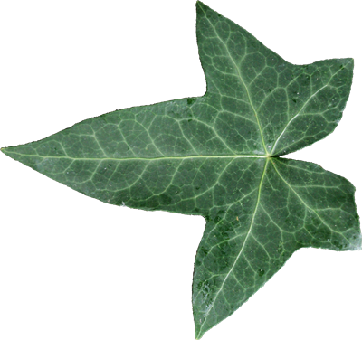 Mainpicture - Leaf (400x376), Png Download