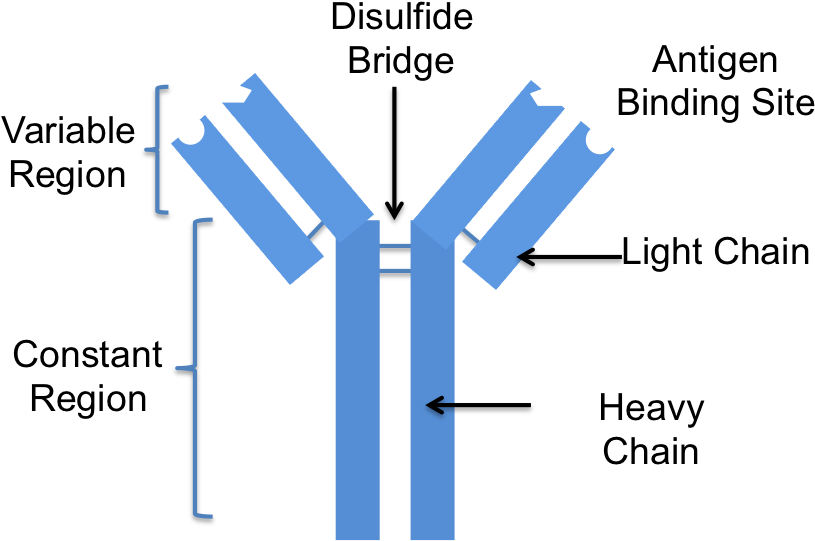 Image - Antibody Labeled (848x558), Png Download