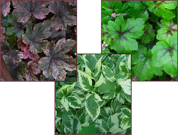 Bicolour Foliage Resize - Autumn Leaf Color (610x462), Png Download
