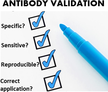 An Internet Search For Antibody Validation Provides - Checklist (373x324), Png Download