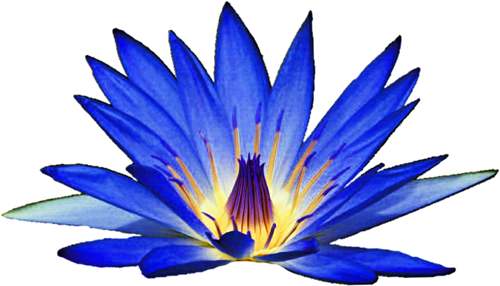 Lilies Clipart Waterlilly - Blue Water Lily Clipart (1024x588), Png Download