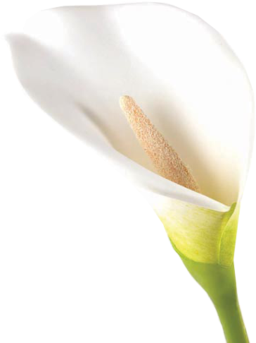 Calla Lily - Arum-lily (500x500), Png Download