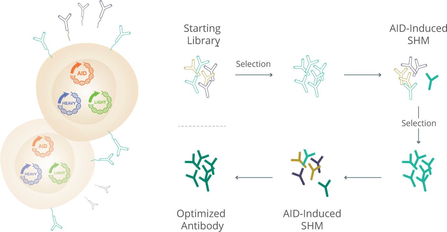 Key Advantages - Cell (1500x1085), Png Download