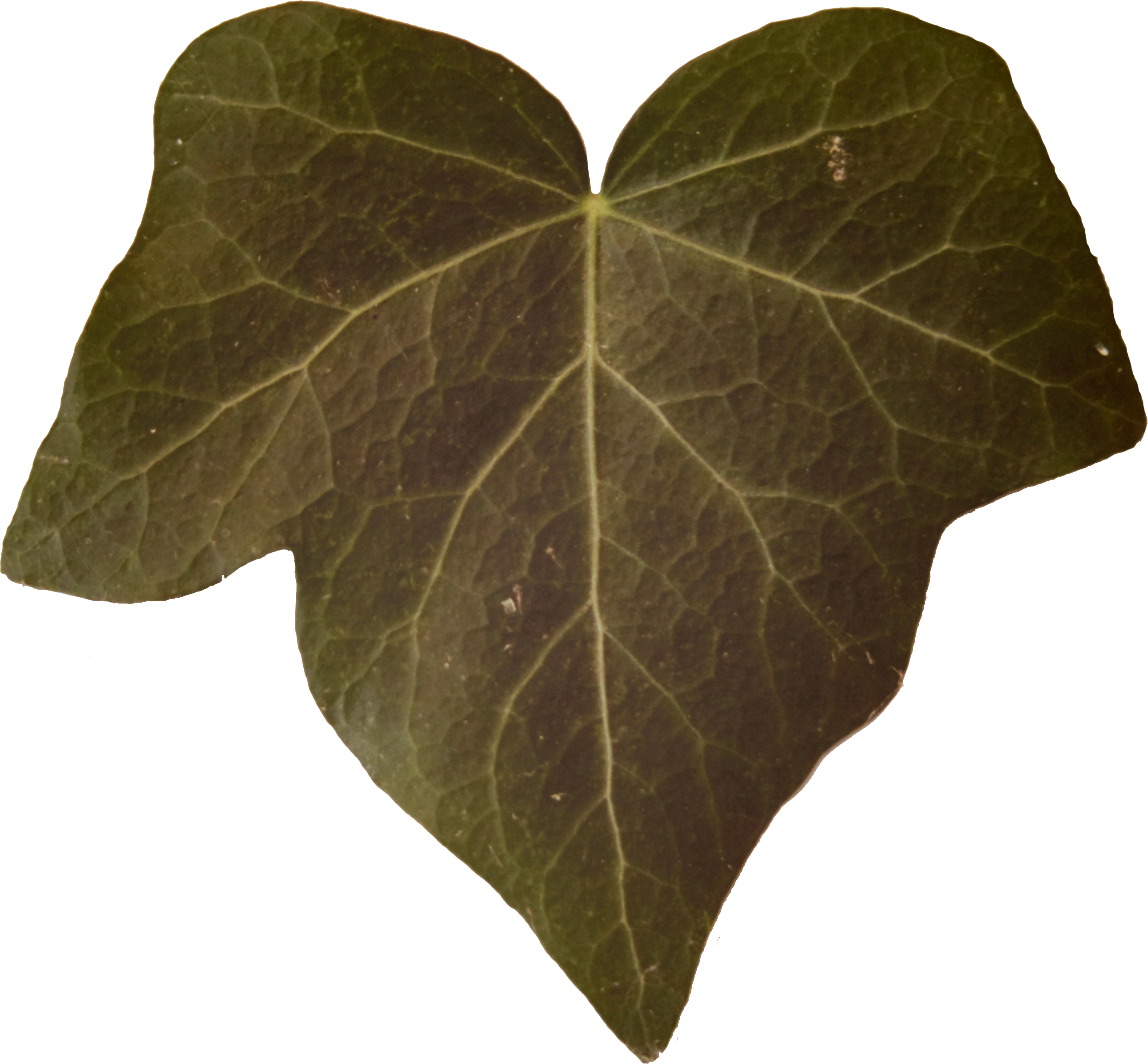 Leaf Alphas, Game Textures - Planet (2574x2387), Png Download