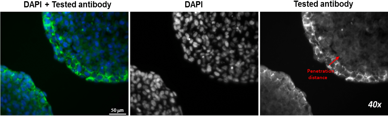 Assess Antibody Penetration Kinetics - Monochrome (1326x414), Png Download