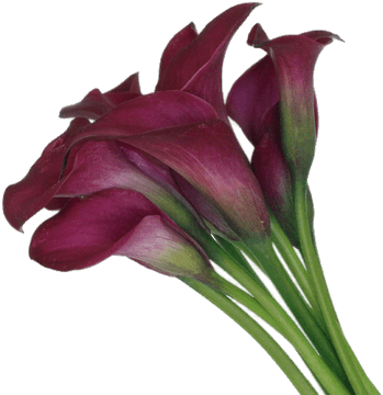 Calla Lilies - Mini Calla Lily (400x400), Png Download