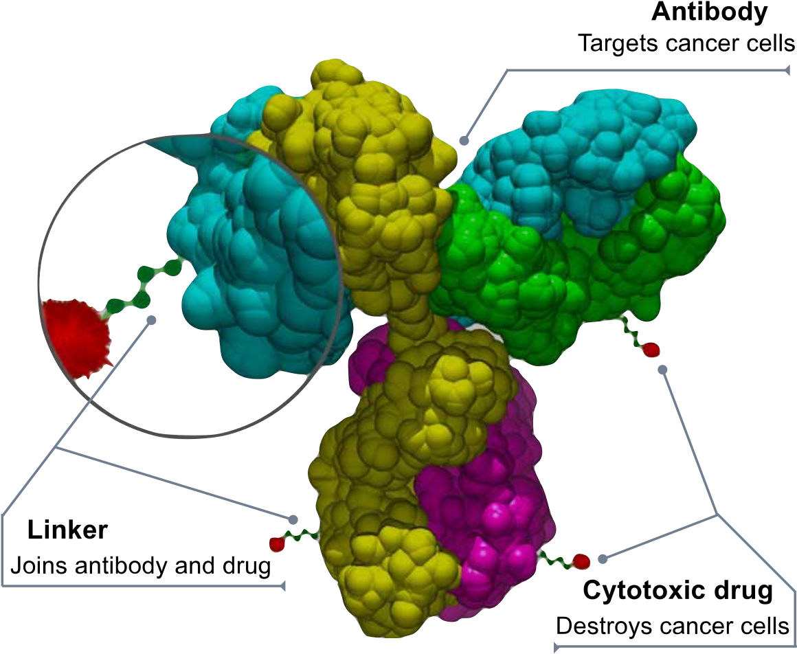 Antibody Size (1200x989), Png Download