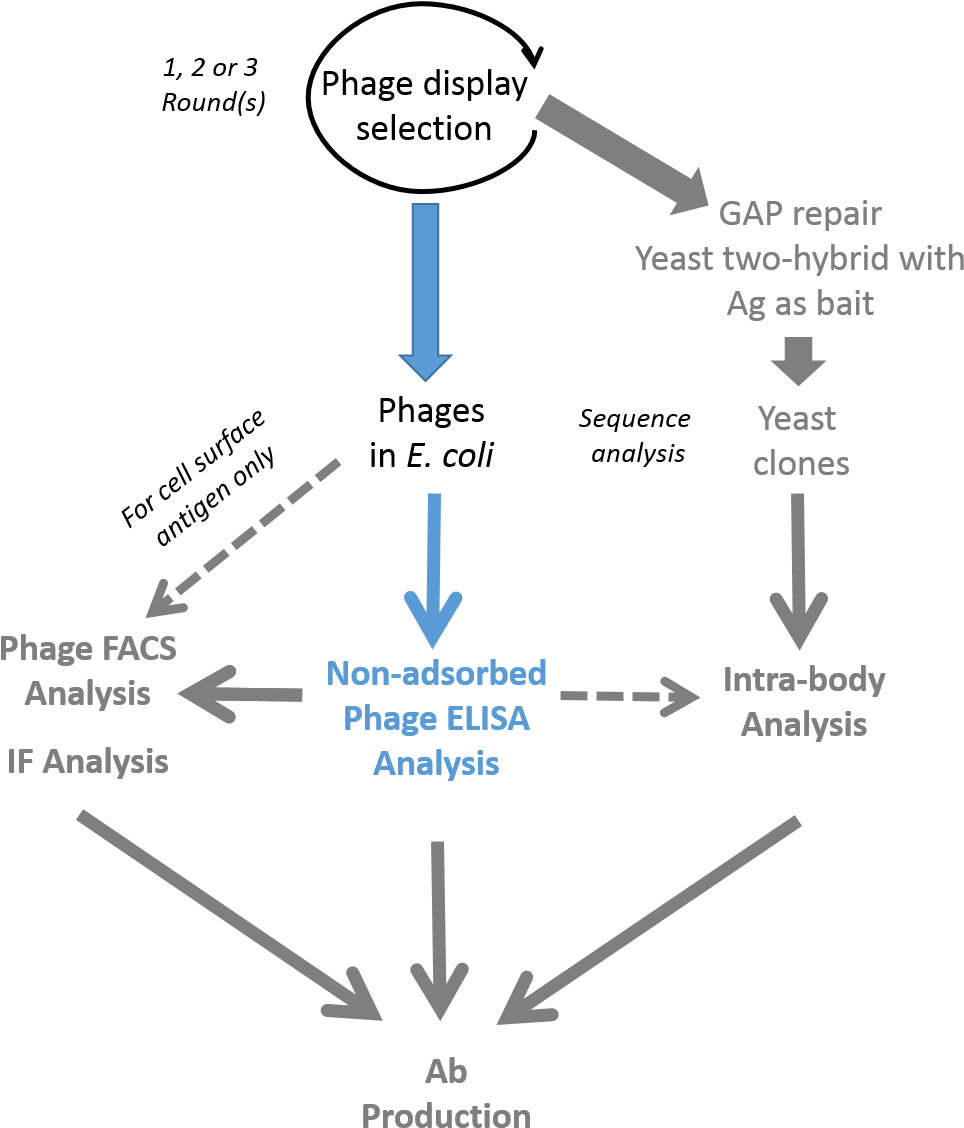 Antibody Phage Display & Elisa Validation Process - Phage Display Antibody Selection (1013x1160), Png Download