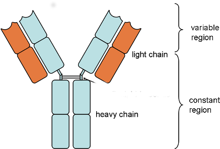 The First Classes Produced Are Igm And Igd - Antibody Structure Mcat (480x360), Png Download