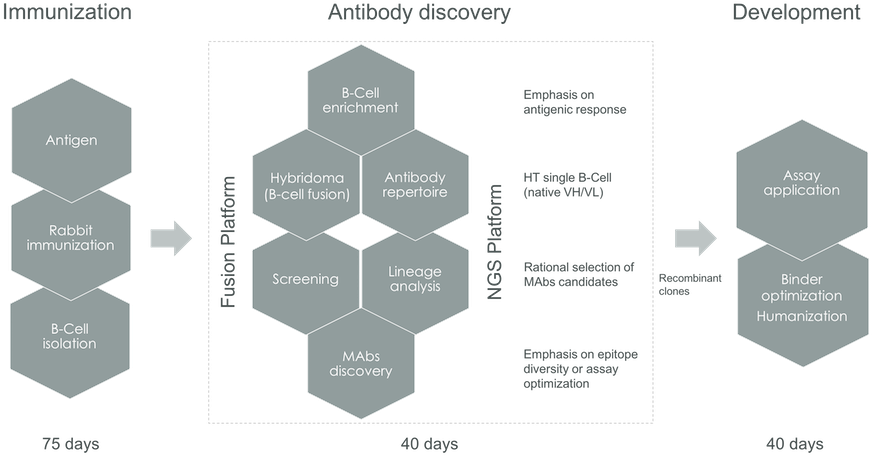 Ngs Antibody Workflow - Antibody (900x472), Png Download