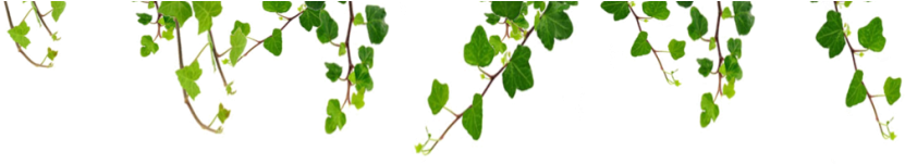 Vine's New Potential Value - Vines On House Png (845x321), Png Download