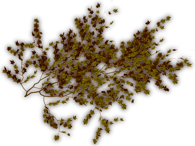 06 Feb 2009 - Plants (640x480), Png Download