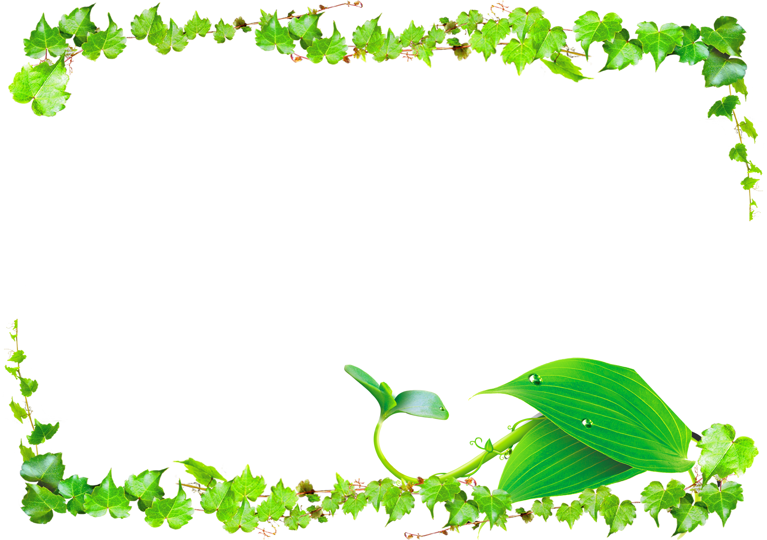 Green Vines Png - Transparent Background Vine Border Png - Free