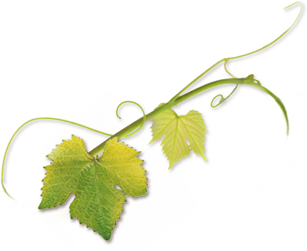 “novavine Was Born Of My Own Experience Buying Grapevines - Vine Tendril Png (619x505), Png Download