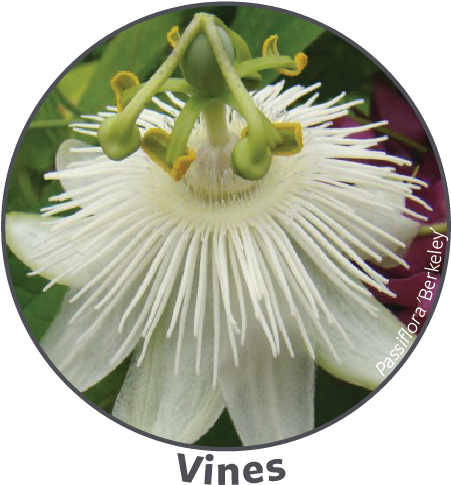 Spring Plant Sale 2018 Bomarea Lapageria (assorted - Purple Passionflower (474x508), Png Download