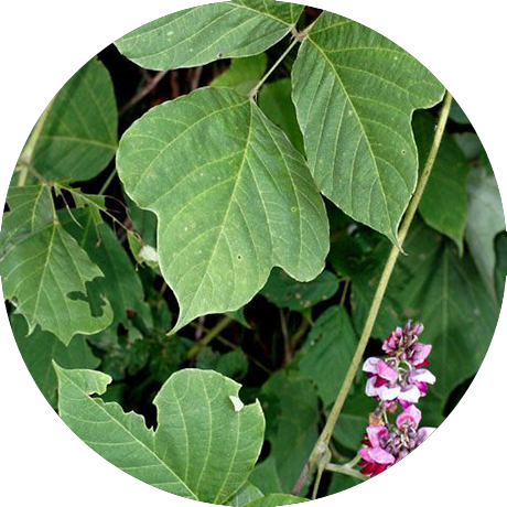Kudzu - Kudzu Vine (460x460), Png Download