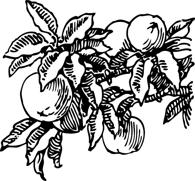 Food, Fruit, Outline, Plants, Tree, Branch, Peach, - Peach Tree Black And White (640x593), Png Download