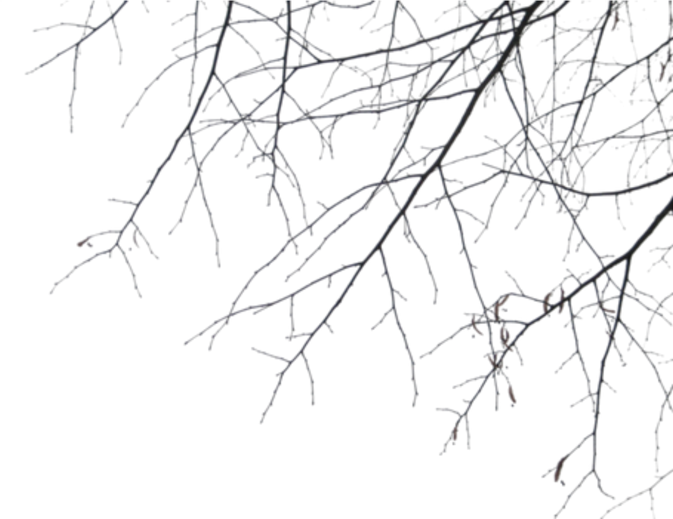 Report Abuse - Branches (1366x1024), Png Download