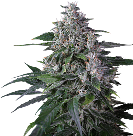 Sale Regular Cannabis Seed - Sweet Gum (700x700), Png Download