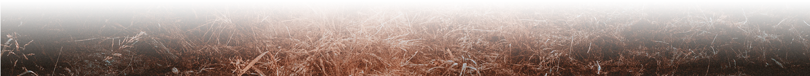 Grass Png - Field (1600x335), Png Download