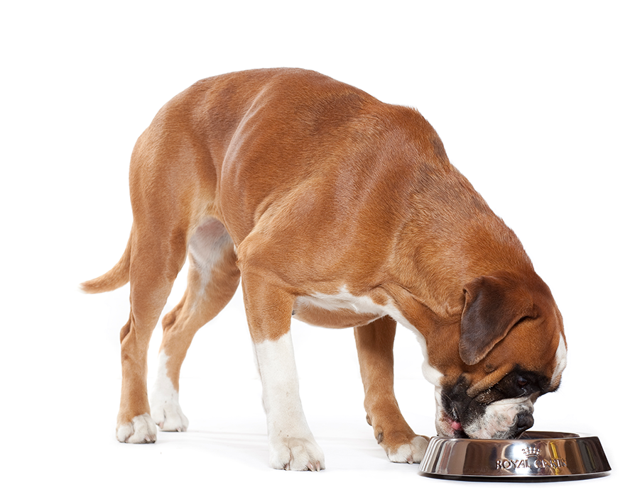 Boxers Have A Unique Head Shape - Anjing Makan (900x700), Png Download