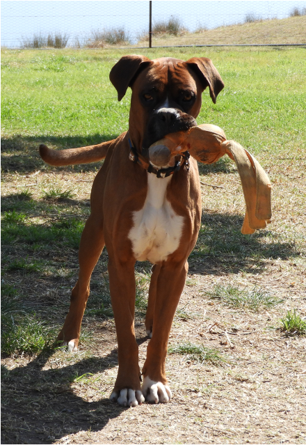 Not Available - Boxer (638x638), Png Download