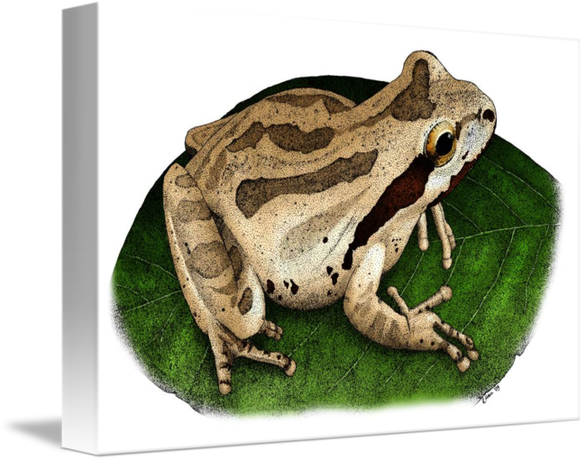 Amphibian Drawing Pacific Chorus Frog - Pacific Tree Frog Drawing (650x511), Png Download
