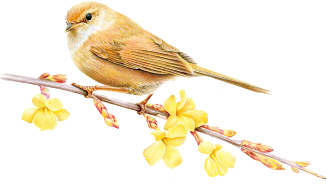 Sparrow Png Image & Sparrow Clipart - Bird (700x686), Png Download