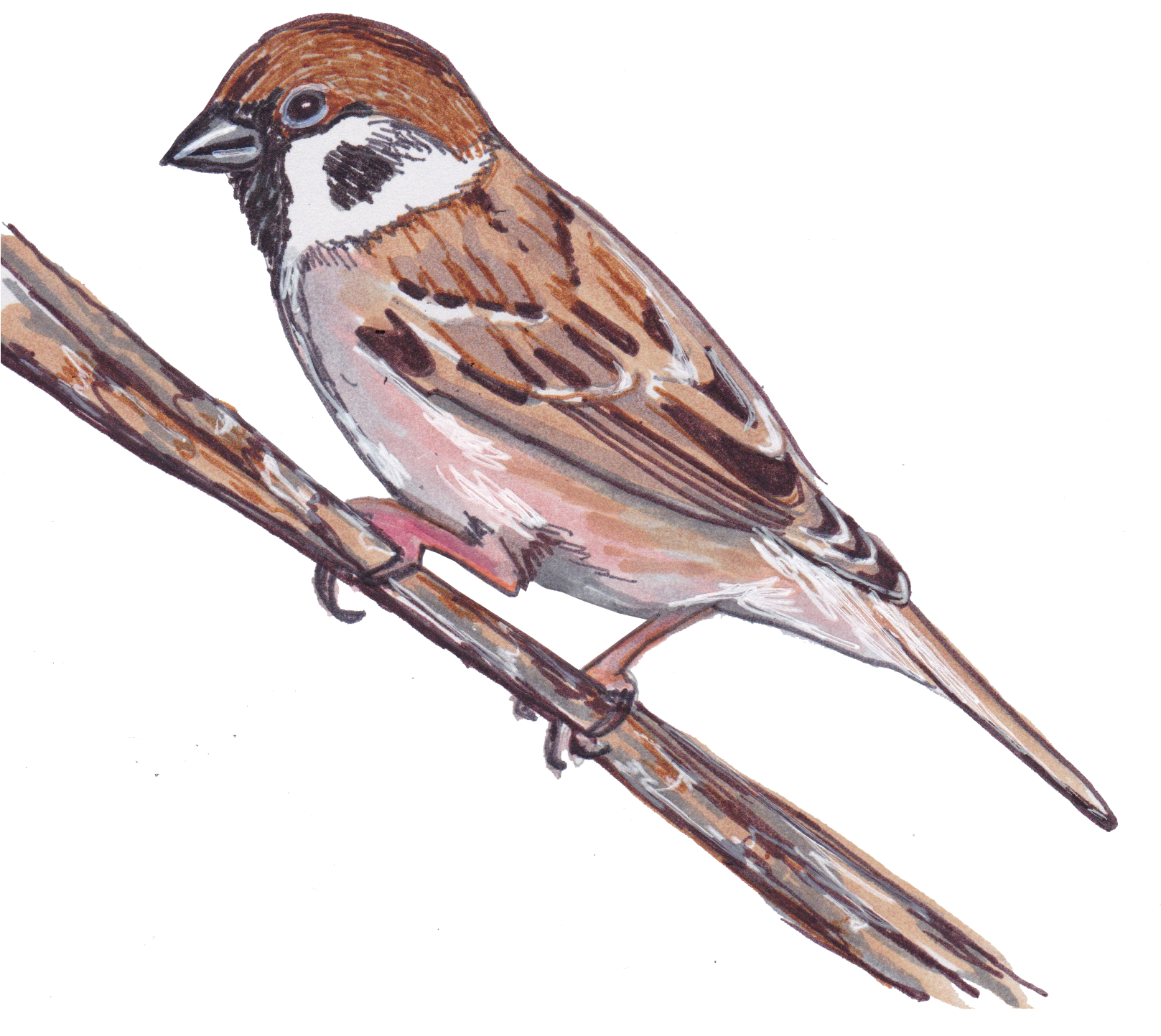 House Sparrow (1630x1491), Png Download