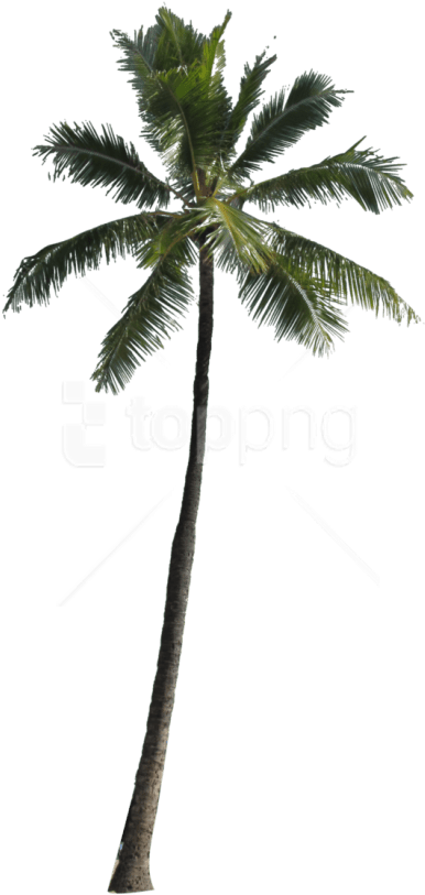 Download Tree Images Background - Free Png Palm Tree (480x883), Png Download