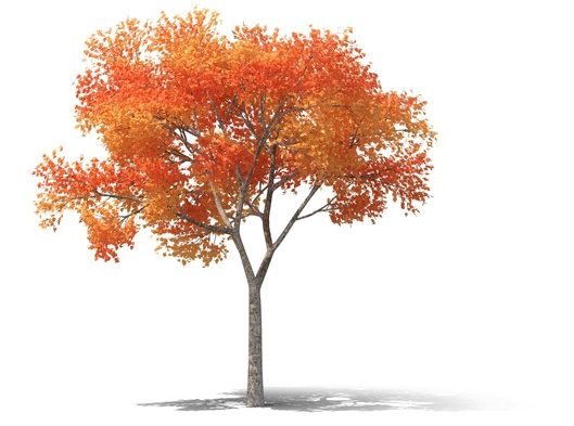 Realistic Tree Png High-quality Image - Png High Resolution Tree (600x600), Png Download