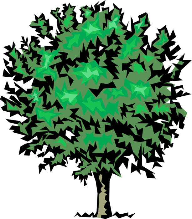 Vector Illustration Of Mature Deciduous Tree - Maple Leaf (613x700), Png Download
